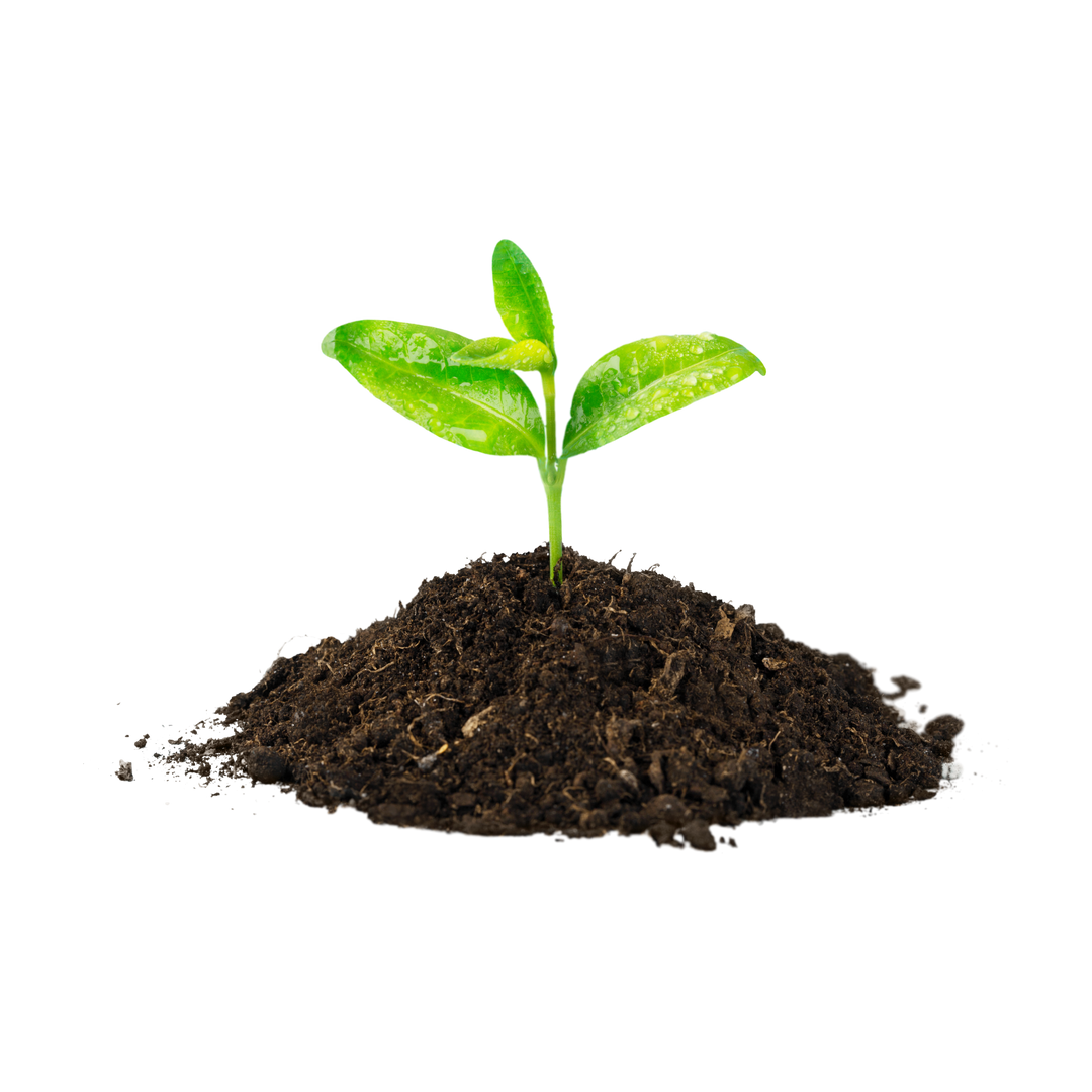 Plant a tree to offset your postage